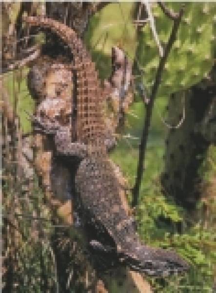 Preview: Lizards of Mexico